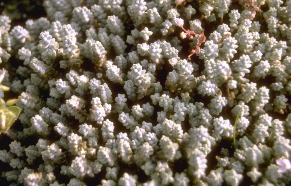 Sedum brevifolium