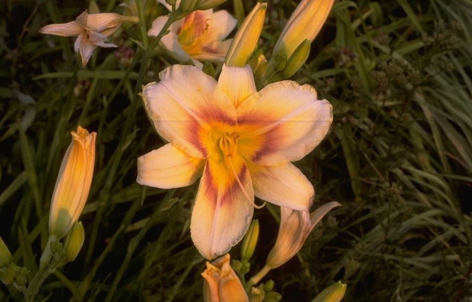 Daglelie - Hemerocallis 'Arkansas Post'