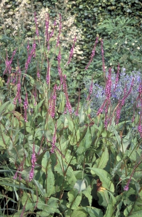 Duizendknoop Persicaria amplex. 'September Spires'