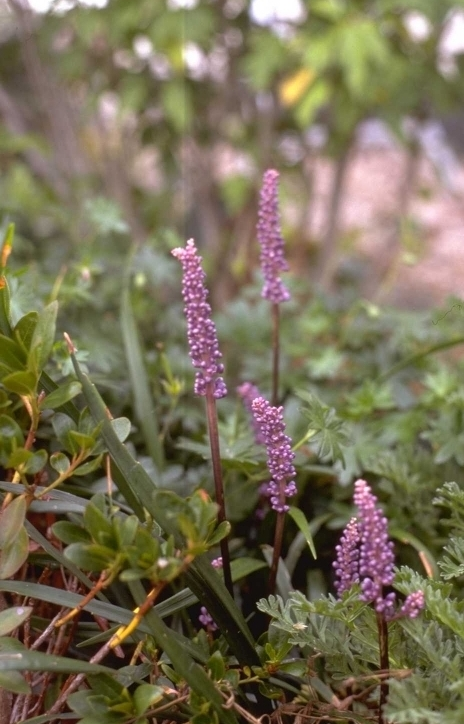 Leliegras - Liriope muscari 'Majestic'