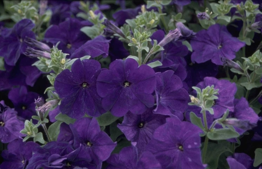 Petunia 'Polo Blue'