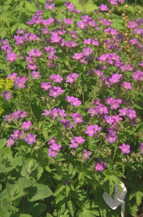 Ooievaarsbek - Geranium sylvaticum 'Birch Lilac'