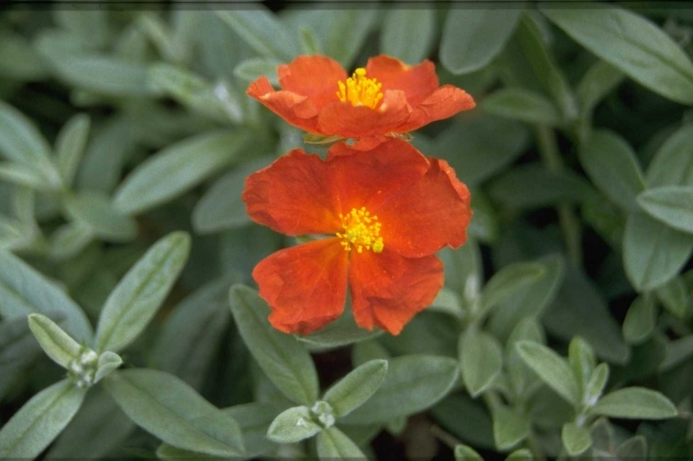 Zonneroosje - Helianthemum 'Henfield Brilliant'