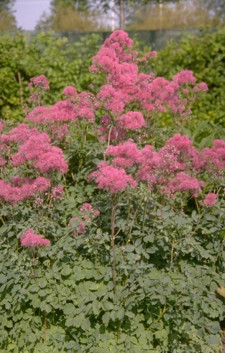 Thalictrum aquilegifolium 'Purpureum'