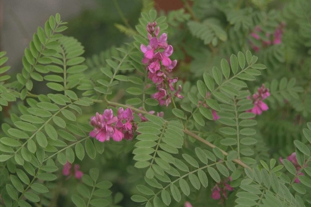 Indigoplant - Indigofera heterantha