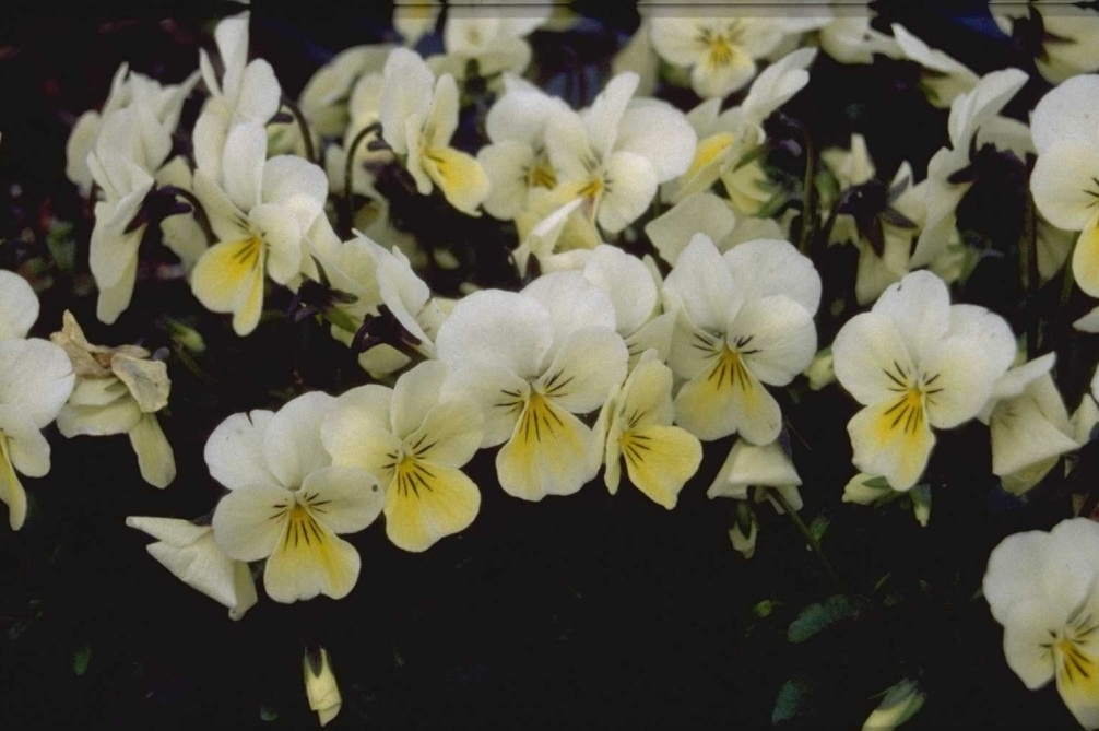 Viooltje - Viola 'White Perfection'