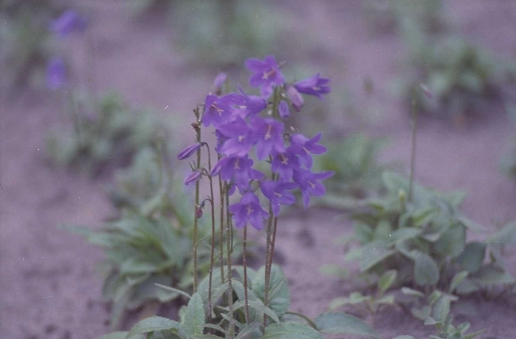 Campanula collina