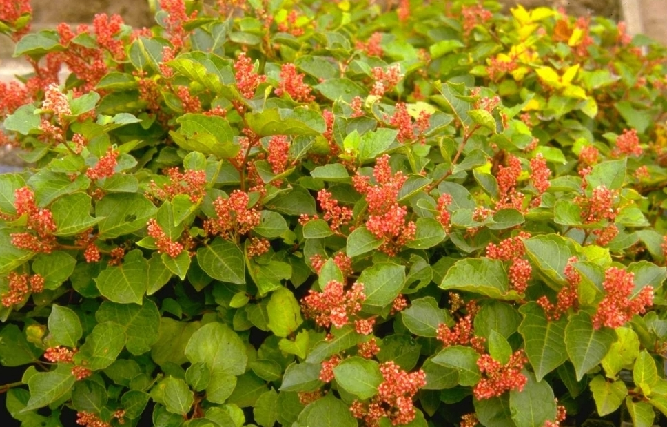 Japanse duizendknoop - Fallopia japonica var. compacta