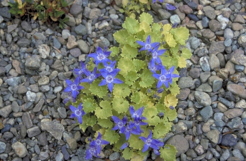 Klokjesbloem - Campanula garganica 'Dickson's Gold'