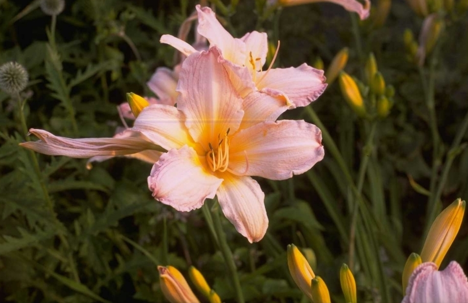 Daglelie - Hemerocallis 'Dainty Pink'