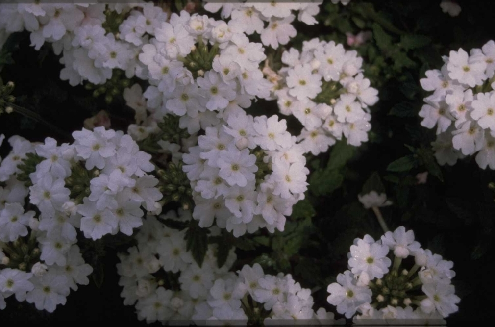 Verbena - Verbena 'Elegance White'