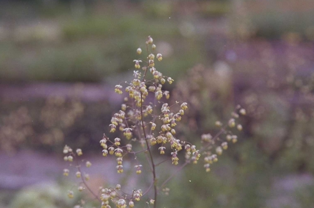 Thalictrum minus 'Adiantifolium'