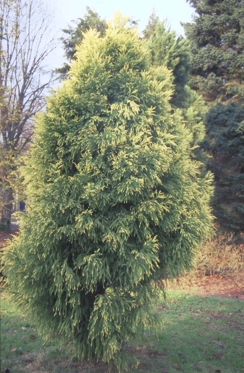 Japanse cipres - Cryptomeria japonica 'Sekkan'