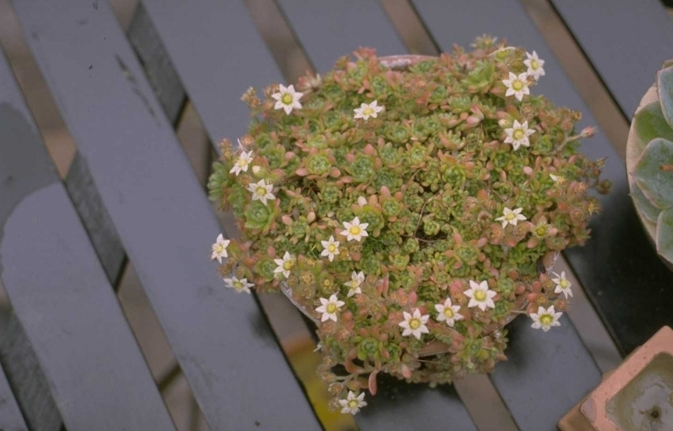 Rosularia sedoides var. alba