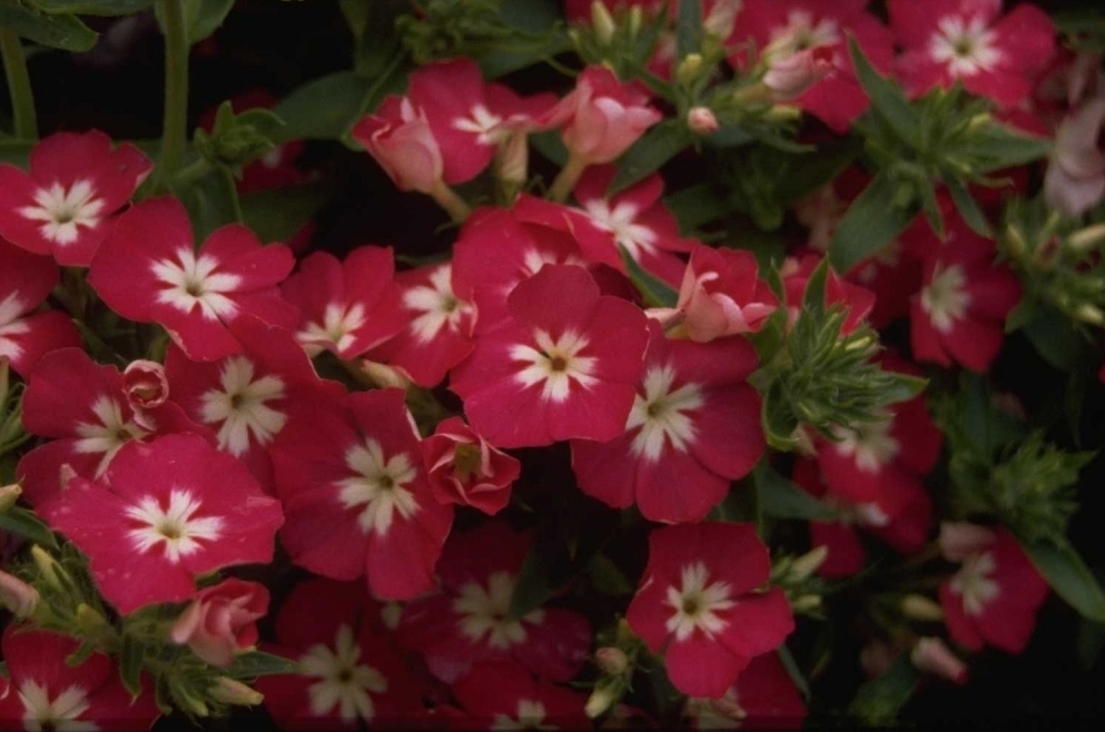 Vlambloem - Phlox 'Palona Rose with Eye'