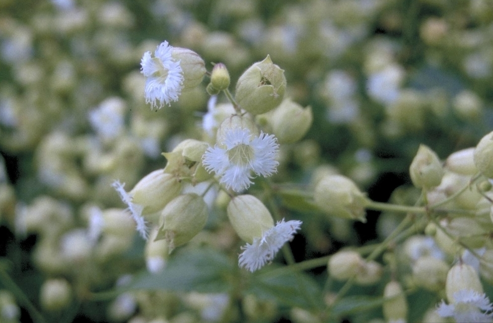 Gewimperde blaassilene - Silene fimbriata