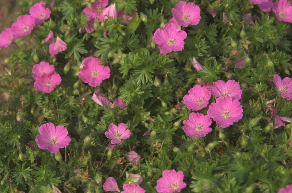 Ooievaarsbek - Geranium sanguineum 'Max Frei'