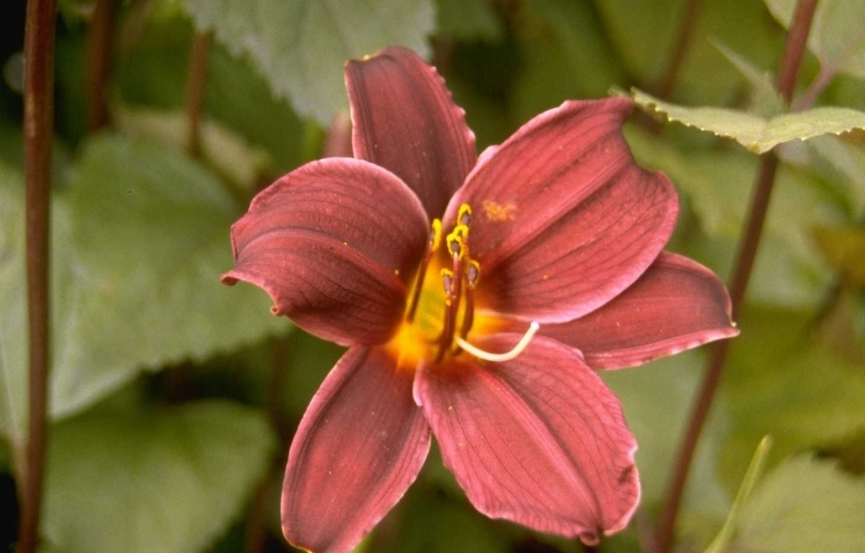 Daglelie - Hemerocallis 'Double Firecracker'