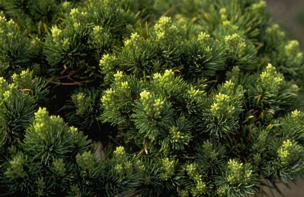 Pinus parviflora 'Hagaromo Seedling'