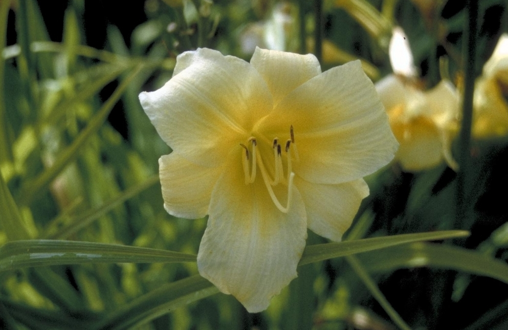 Daglelie - Hemerocallis 'Bitsy'