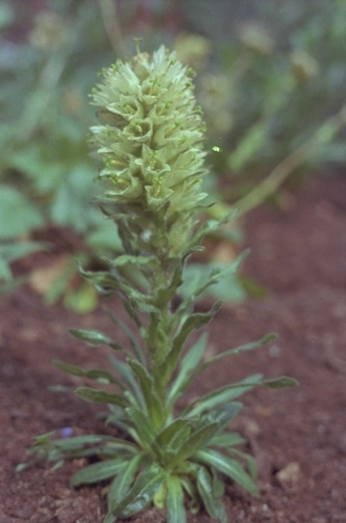 Campanula thyrsoides