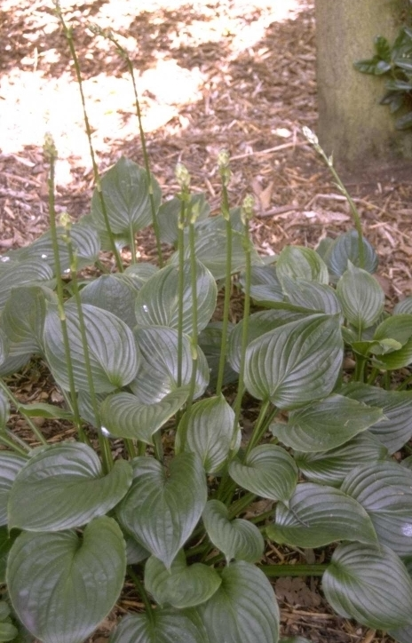 Hartlelie - Hosta ventricosa