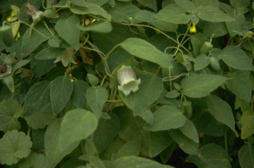 Japanische Sauerkirsche - Berberis thunbergii 'Rose Glow