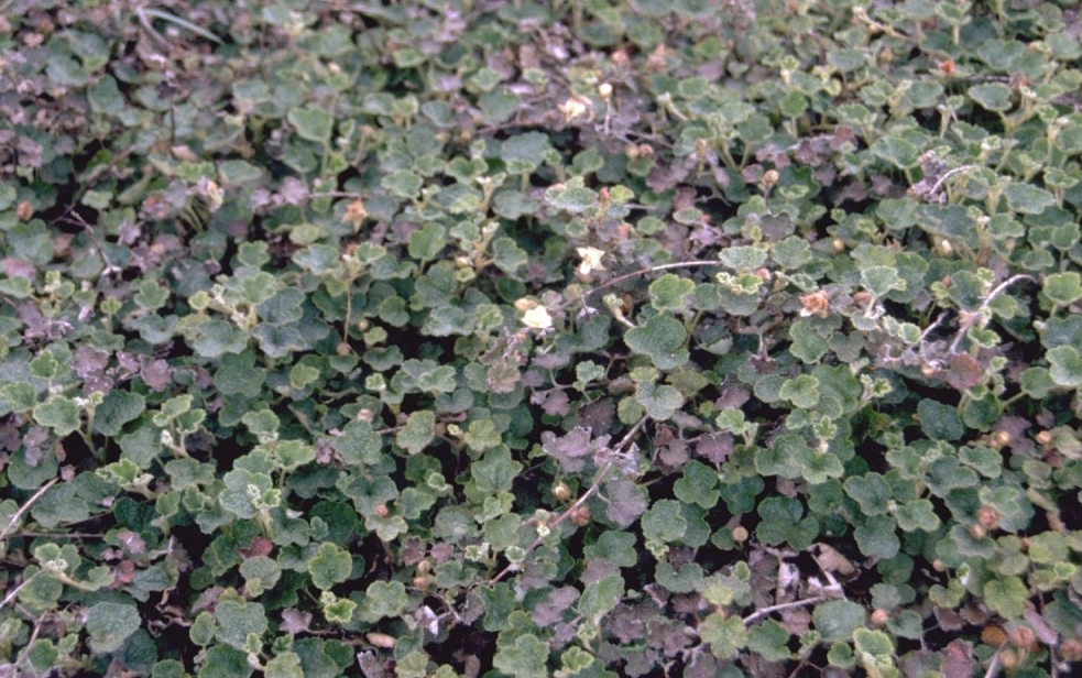 Kruipende braam - Rubus pentalobus