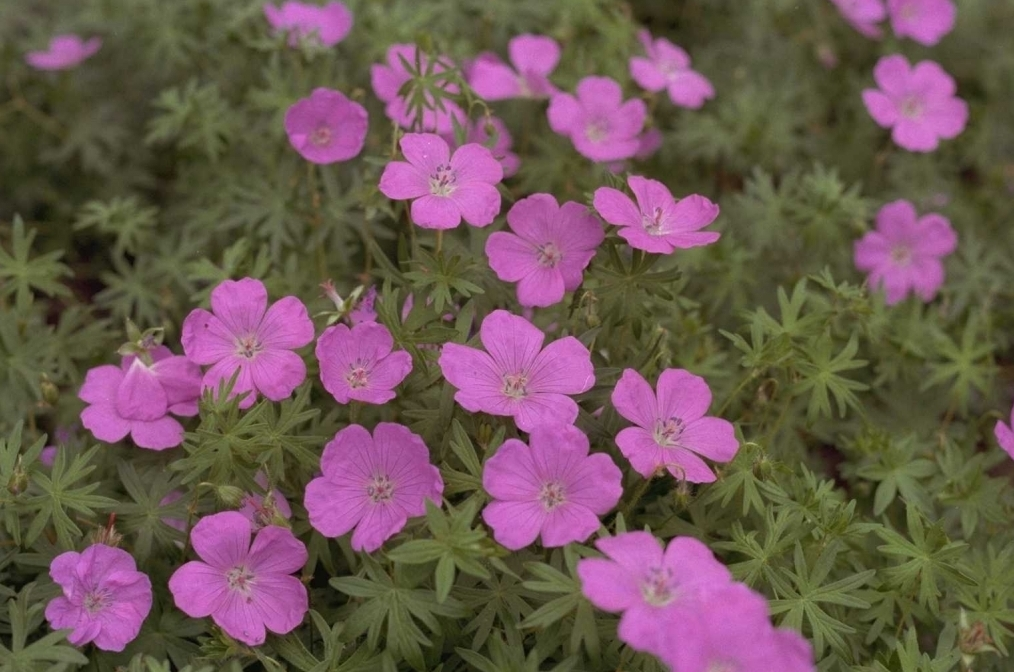 Bloedooievaarsbek - Geranium sanguineum 'Elsbeth'