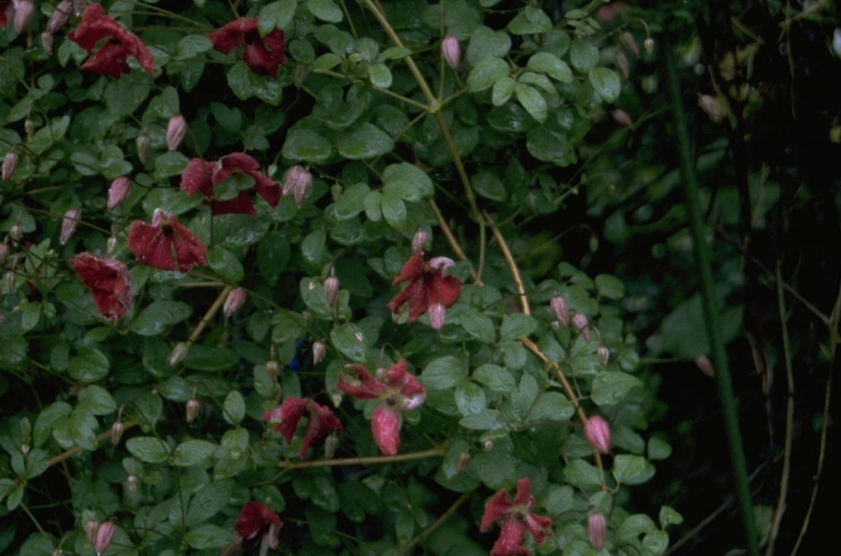 Italiaanse clematis - Clematis viticella 'Kermesina'