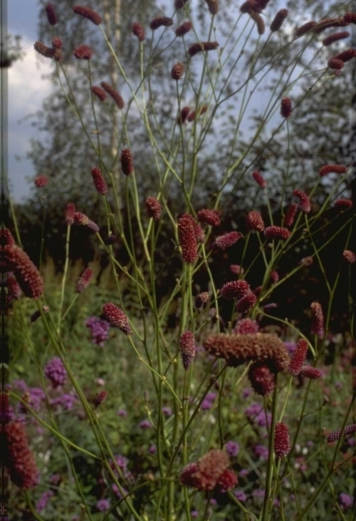 Pimpernel - Sanguisorba tenuifolia 'Pink Elephant'