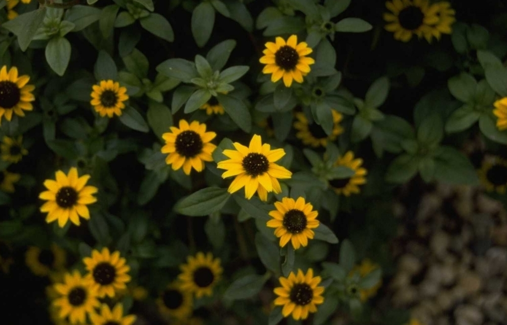 Sanvitalia procumbens 'Yellow Prince'