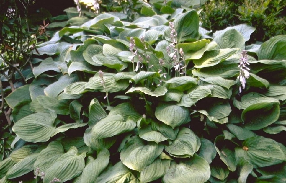 Hartlelie - Hosta sieboldiana