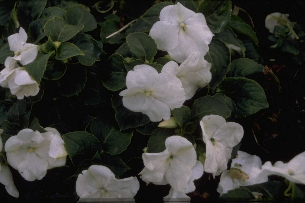 Vlijtig liesje - Impatiens walleriana 'White'