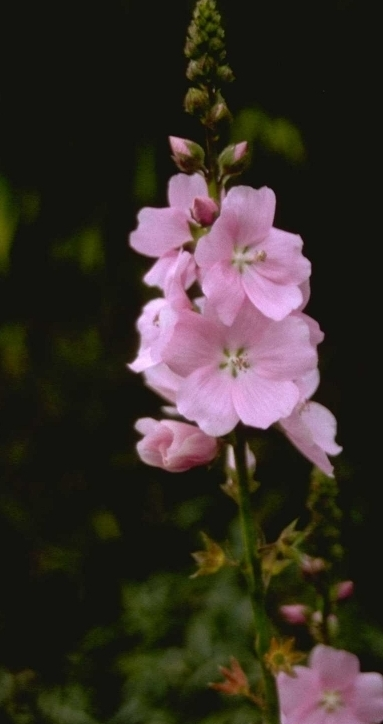 Griekse malva - Sidalcea 'Sussex Beauty'