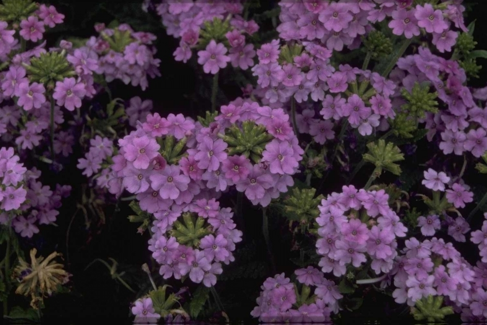 IJzerhard - Verbena 'Adonis Light Blue'