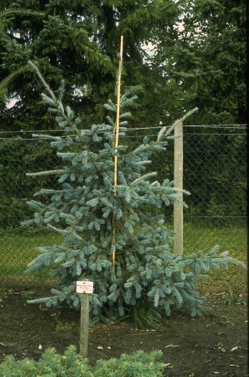 Douglasspar - Pseudotsuga menziesii 'Blue Wonder'