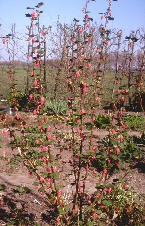 Rode Ribes - Ribes sanguineum 'King Edward VII'