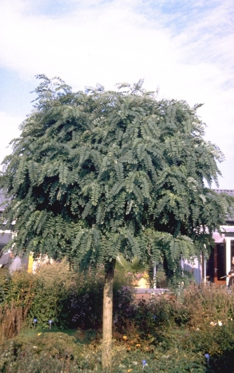 Bolacacia - Robinia pseudoacacia 'Umbraculifera' Acacia op stam