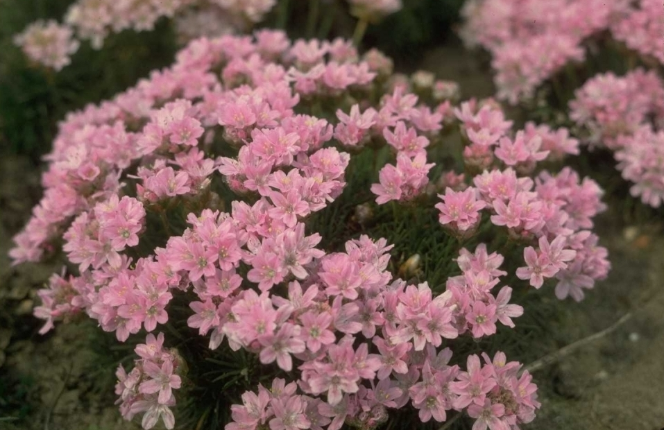 Armeria juniperifolia