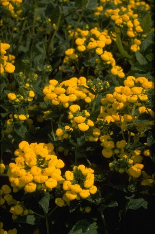 Pantoffelplant - Calceolaria 'Sunshine'