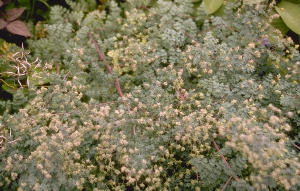 Thalictrum spec. Afghanistan