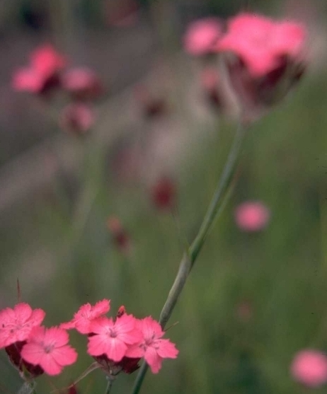 Kartuizer anjer - Dianthus carthusianorum