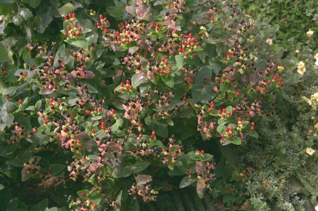 Hypericum x inodorum 'Elstead'