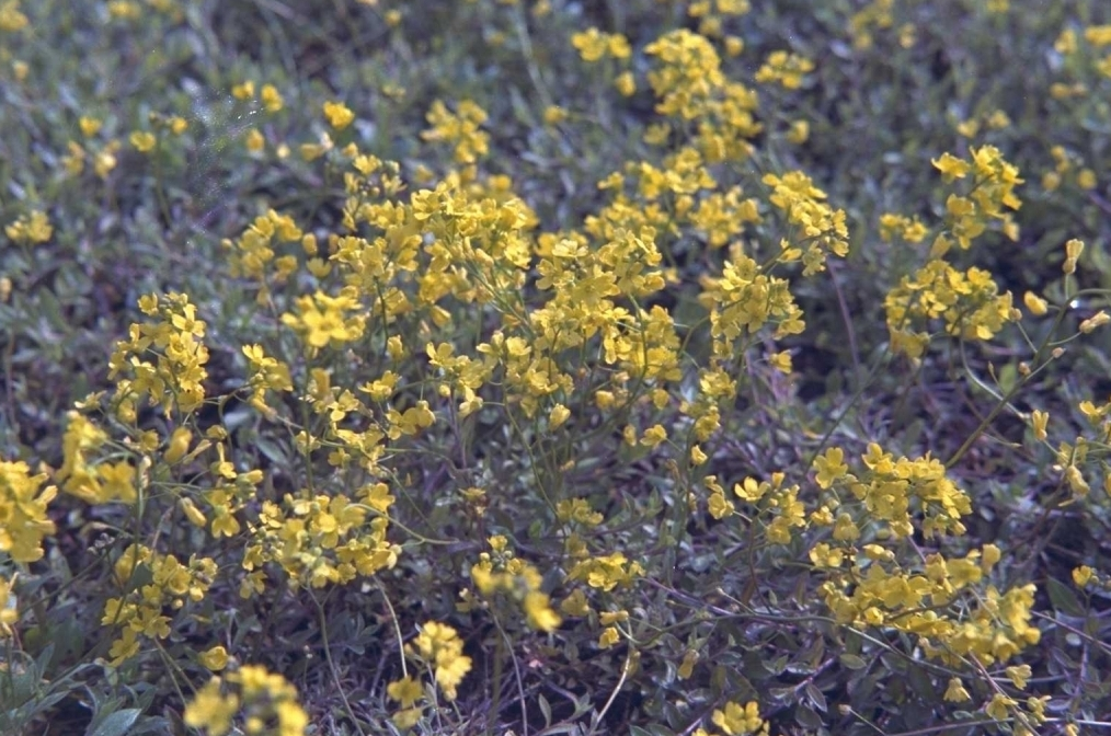 Draba sibirica