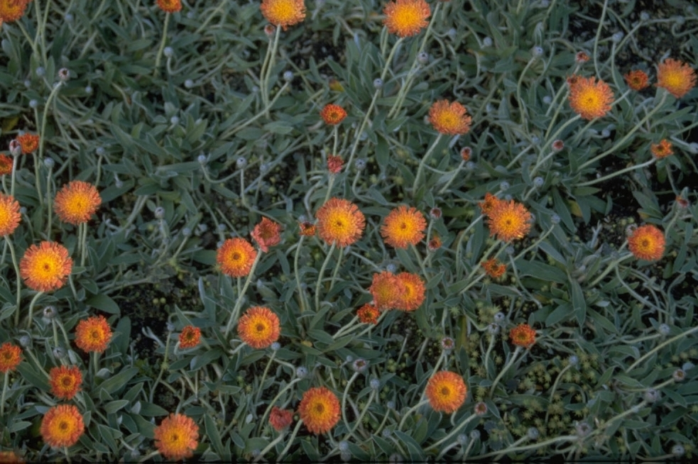 Hieracium pilosella 'Kupferteppich'