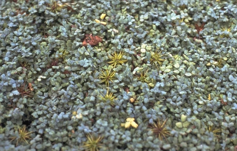 Stekelnootje - Acaena magellanica