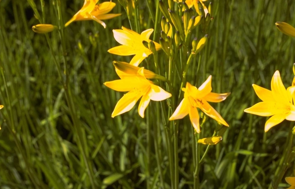 Gele daglelie - Hemerocallis lilioasphodelus