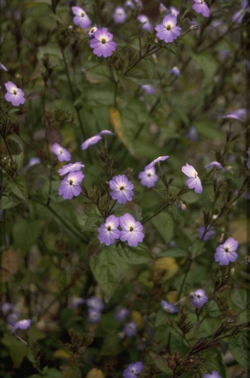 Browallia americana 'Skyblue'