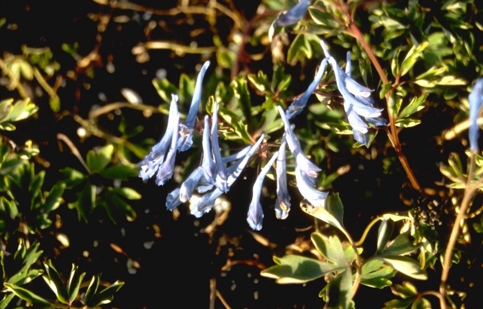 Helmbloem - Corydalis flexuosa 'Père David'